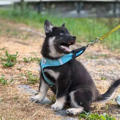 Hundetreffen-Hunde- und Welpentreff in Siegburg-Bild