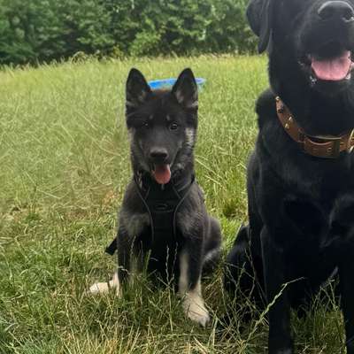 Hundetreffen-Hunde- und Welpentreff in Siegburg-Bild