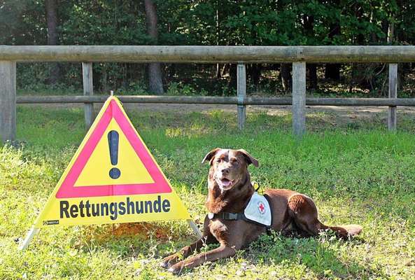 Aussiedors oder Leopard Labrador Gruppe-Beitrag-Bild