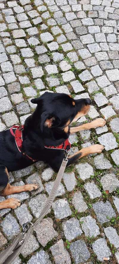 Hundetreffen-Spielrunde bei der Waldbühne in Schwarzenberg-Bild