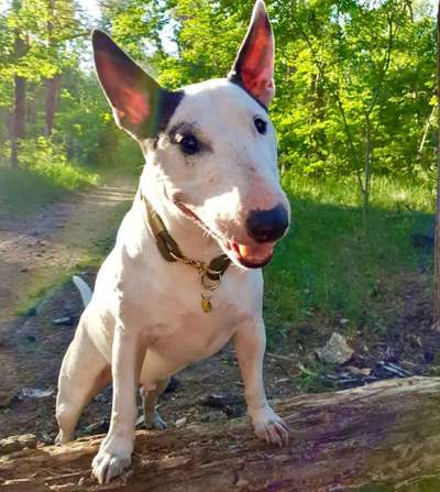 Miniatur Bull Terrier-Beitrag-Bild