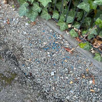 Giftköder-Ggf. Giftköder-Bild