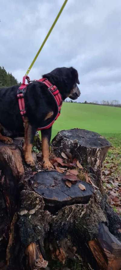 Hundetreffen-Suche souveränen Hund für Social Walk-Bild