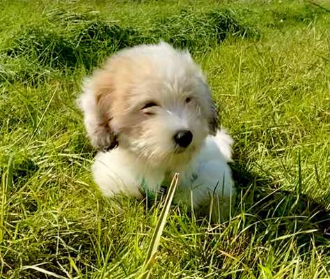 Welpen Bilder !-Beitrag-Bild