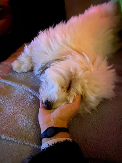 Welchen Hund hast du?-Beitrag-Bild