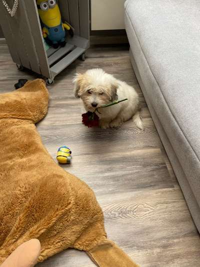 Dogorama Photo Challenge - Hundeblick zum hinschmelzen-Beitrag-Bild