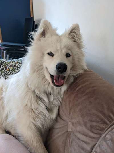 Samojede Besitzer-Beitrag-Bild