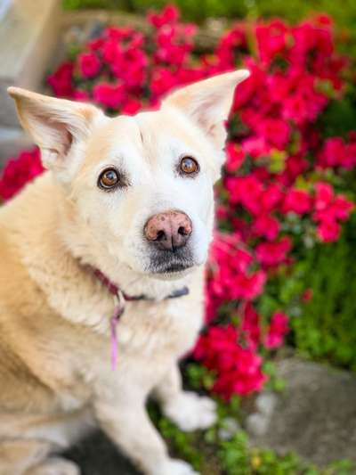 Die Dogorama Kalender Challenge 4/4-Beitrag-Bild