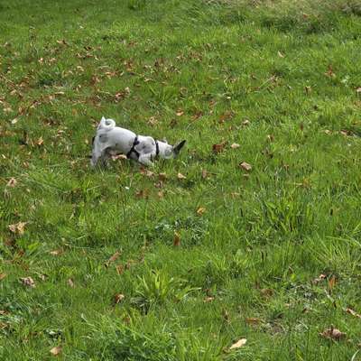 Hundetreffen-Fun Mantrailing-Bild