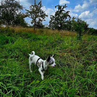 Hundetreffen-Fun Mantrailing - für jede Hunderassen geeignet-Bild