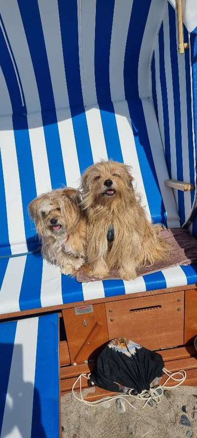 Auslandstierschutz-Beitrag-Bild