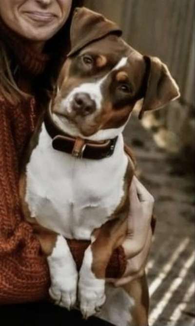 Mischlinge raten - Rätselspaß-Beitrag-Bild