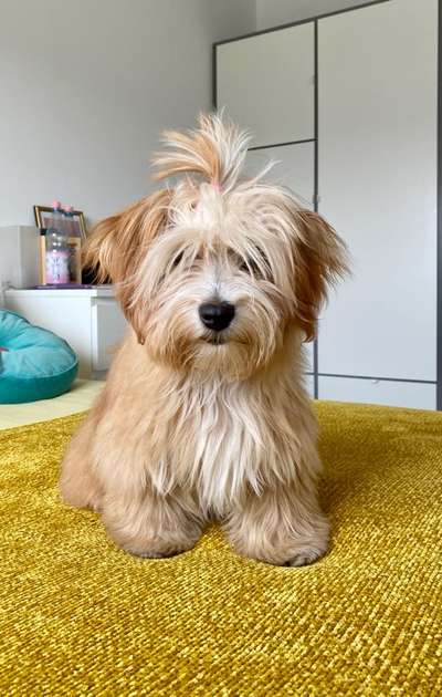 Challenge 23 : "  Euer Hund beim Frühlingserwachen "-Beitrag-Bild