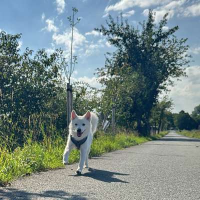 Hundetreffen-Welpentreffen/Gassirunden-Bild