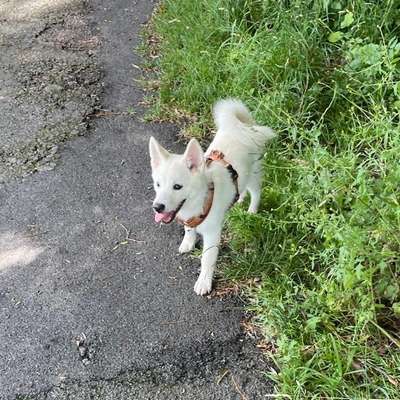 Hundetreffen-Welpentreffen/Gassirunden-Bild