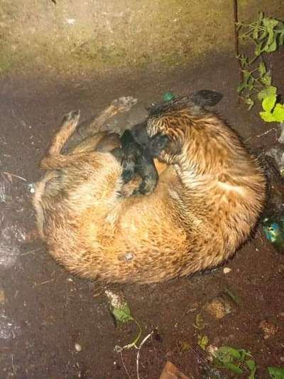 TierschutzhundeStammtisch🐕-Beitrag-Bild