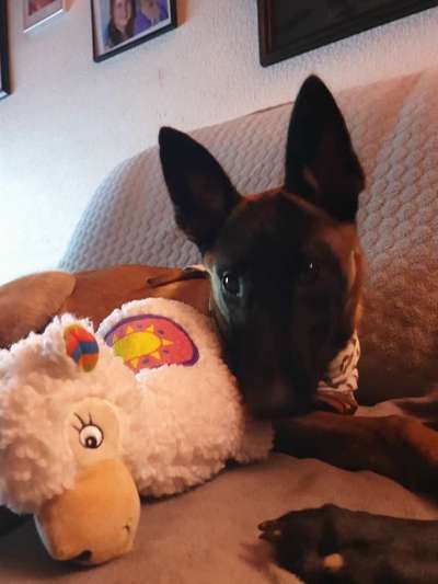 TierschutzhundeStammtisch🐕-Beitrag-Bild