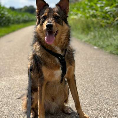 Hundetreffen-Hundefreund/-in gesucht-Bild