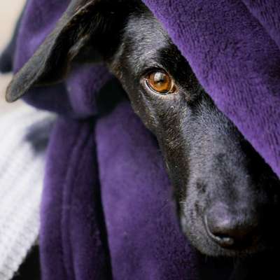 Foto Challenge Nr.: 114
Hunde im Schnee-Beitrag-Bild