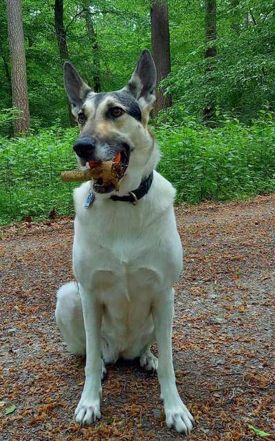 TierschutzhundeStammtisch🐕-Beitrag-Bild