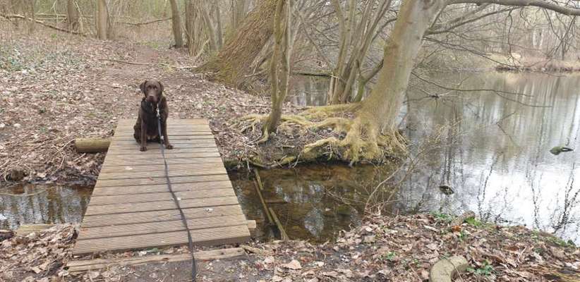 Challenge 23 : "  Euer Hund beim Frühlingserwachen "-Beitrag-Bild