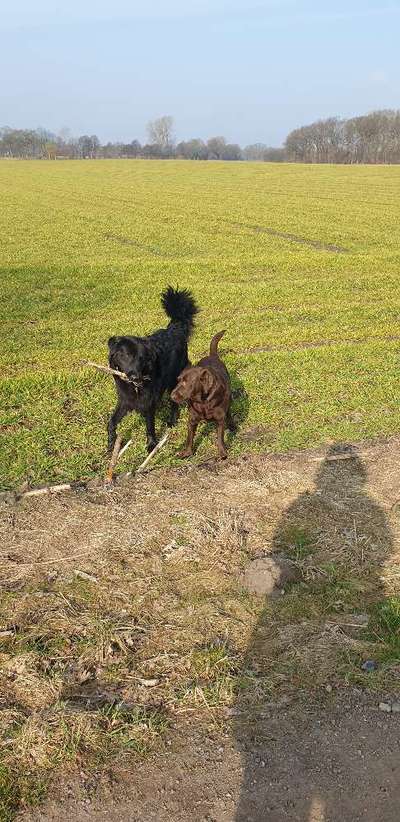 Bester Freund, Hundekumpel - zeigt her!-Beitrag-Bild