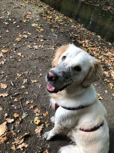 Hundetreffen-Toben, spielen und spazieren-Bild