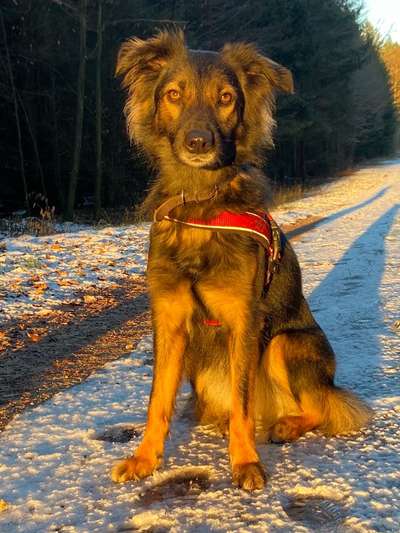 Dogorama Photo Challenge - Hundeblick zum hinschmelzen-Beitrag-Bild