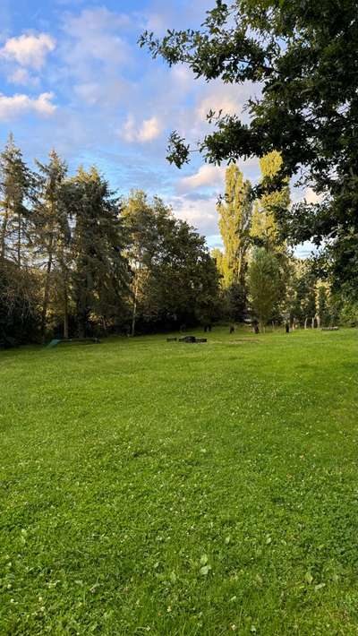 Hundetreffen-eingezäunte Hundewiese zum Spielen und Trainieren-Bild