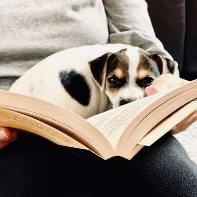 Dansky (Dansk-Svensk Gårdshund)-Beitrag-Bild