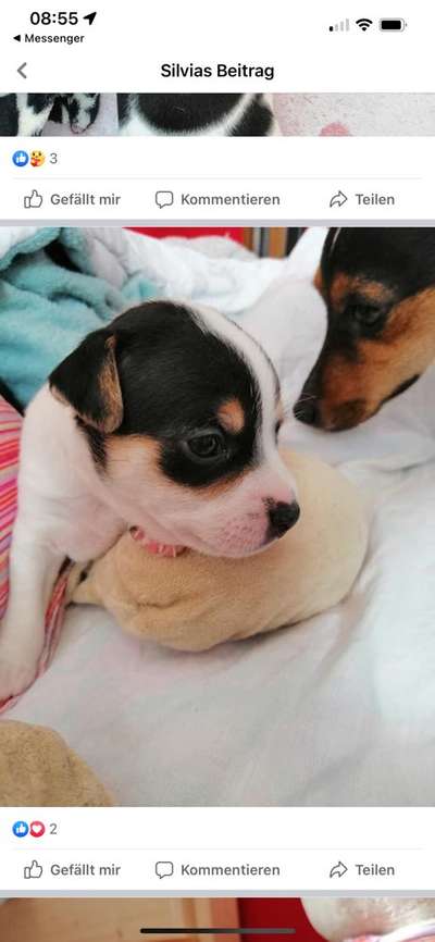 Dansky (Dansk-Svensk Gårdshund)-Beitrag-Bild