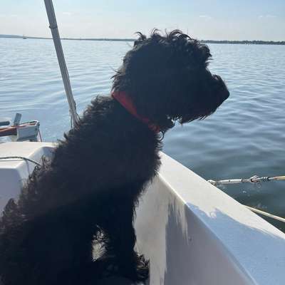 Hundetreffen-Spiel und Spaß-Bild