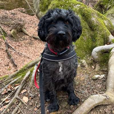 Hundetreffen-Spiel und Spaß-Bild