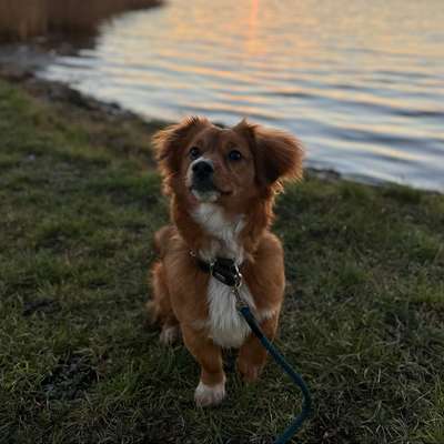 Hundetreffen-Gassi und Spielen im Kreis Wismar 🩷-Bild