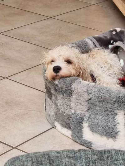 Welpen Bilder !-Beitrag-Bild