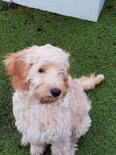 Welpen Bilder !-Beitrag-Bild