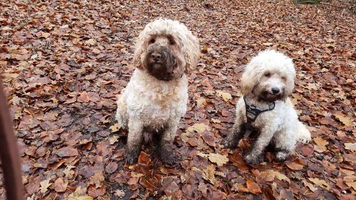 FOTOCHALLENGE 72 - Glücklicher Hund im Schmuddel-Look-Beitrag-Bild