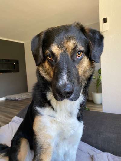 Hundetreffen-Trainingsrunde-Bild
