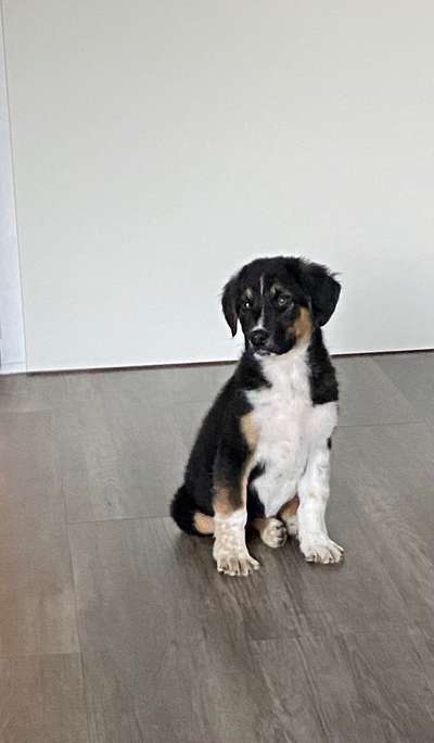 Mischlinge raten - Rätselspaß-Beitrag-Bild