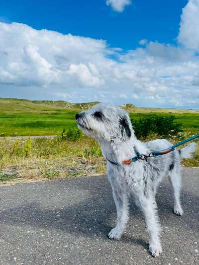 TierschutzhundeStammtisch🐕-Beitrag-Bild