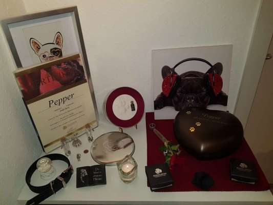 Regenbogenbrücke-Beitrag-Bild