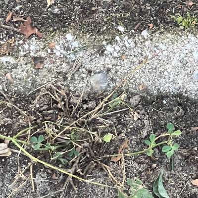 Giftköder-Weißes Unbekanntes Pulver oder Ähnliches-Bild