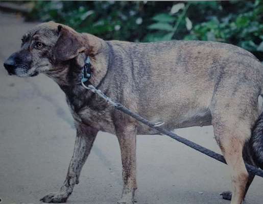 Auslandstierschutz-Beitrag-Bild