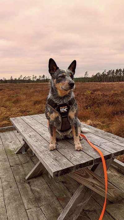 Dogorama Photo Challenge - Portrait-Beitrag-Bild