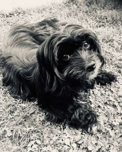 Havaneser dabei?:)-Beitrag-Bild