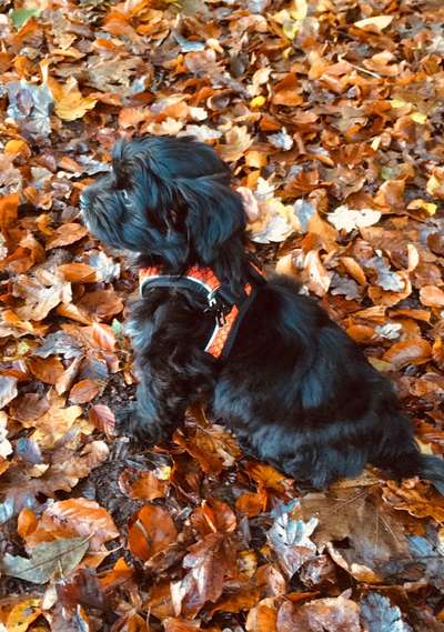 Welpen Bilder !-Beitrag-Bild