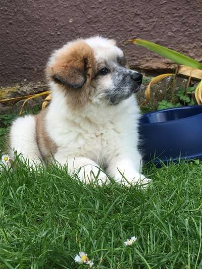 Welpen Bilder !-Beitrag-Bild