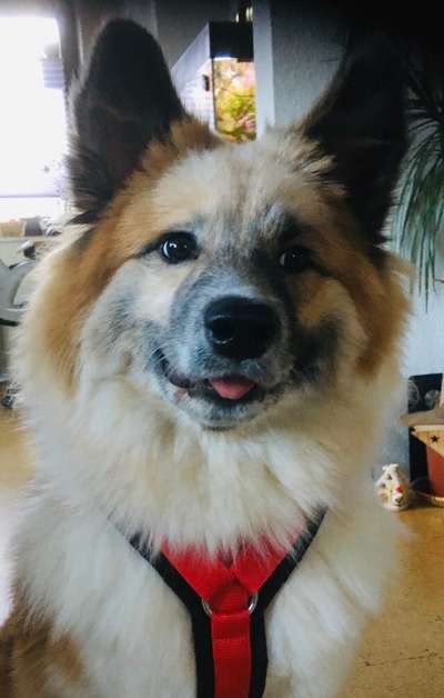 Fotochallenge Nr. 59 - Mein Hund zeigt die Zunge-Beitrag-Bild