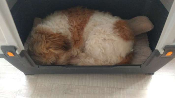 Gibts hier Mioritic Besitzer?-Beitrag-Bild