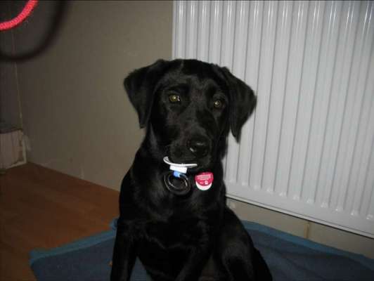 Die lustigsten Selfies mit Deinem Hund !-Beitrag-Bild